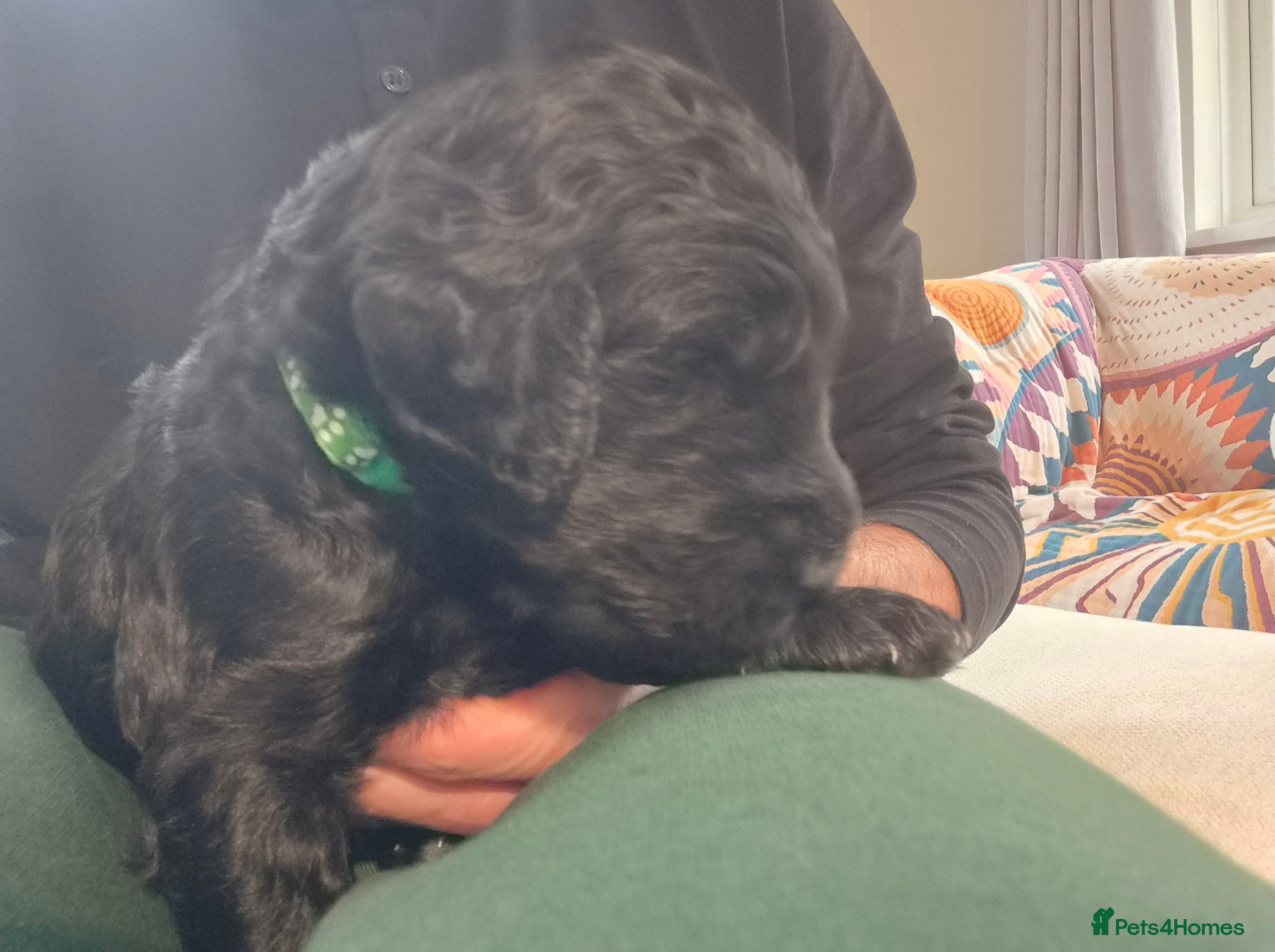 Mixed Breed dogs for sale: Australian Labradoodle x Goldendoodle Puppies - Advert 2