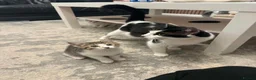 Mixed Breed cats for sale: Kittens For Sale - Advert 9