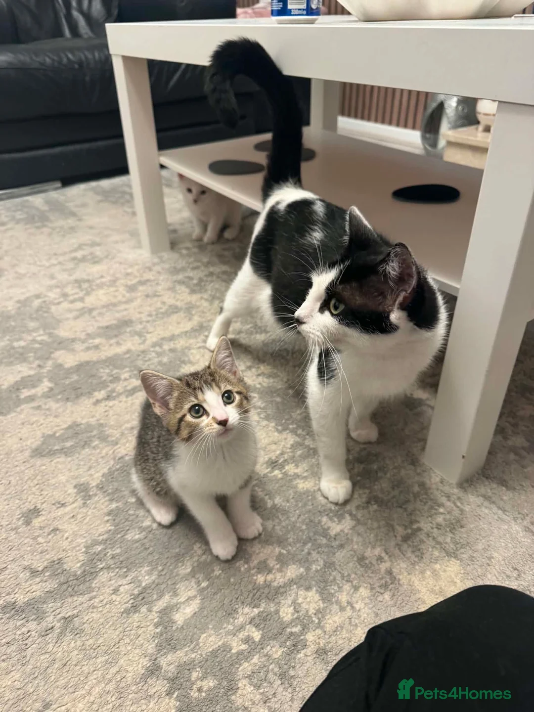 Mixed Breed cats for sale: Kittens For Sale - Advert 9