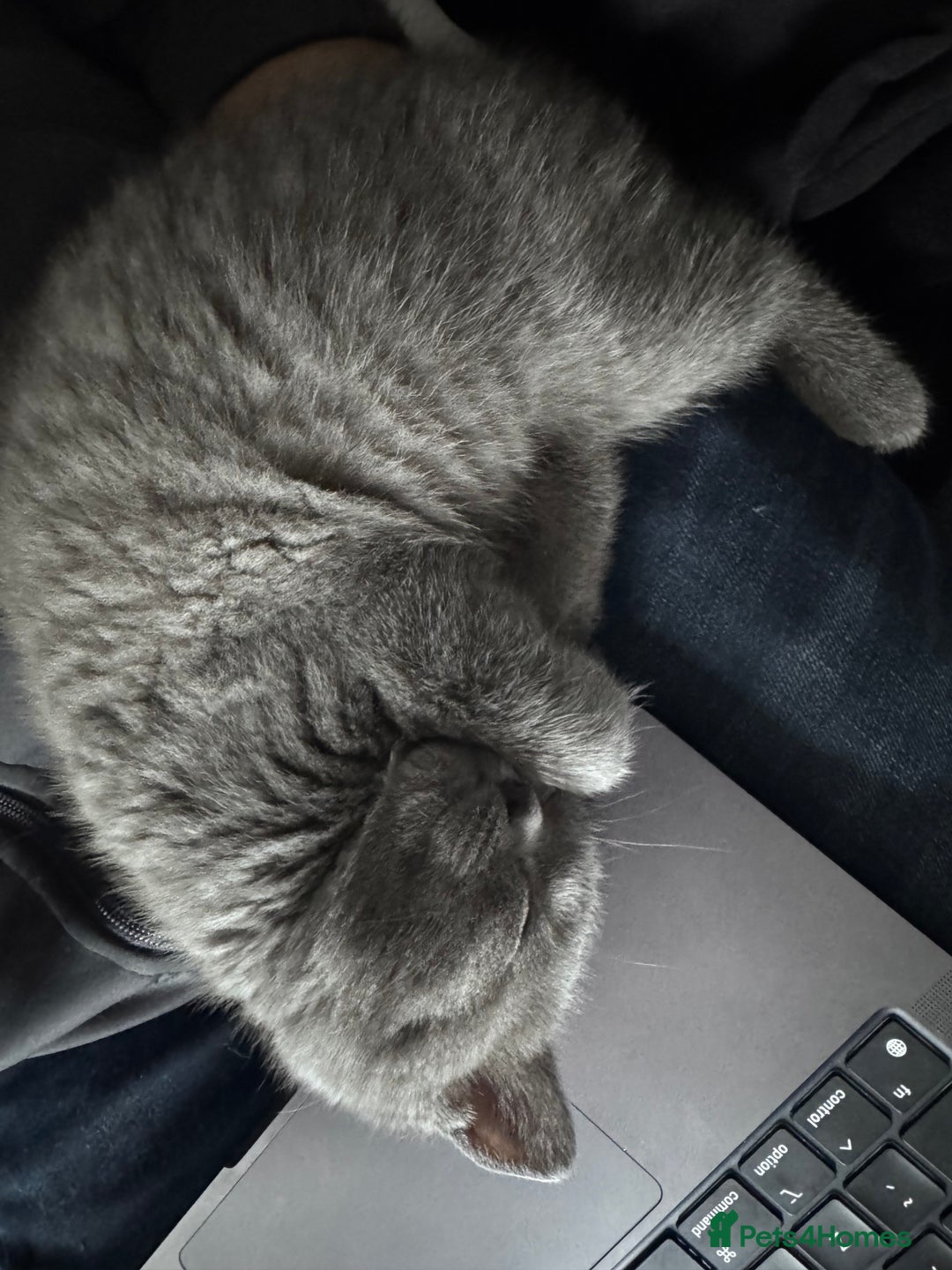 British Shorthair cats for sale: Chunky BSH kittens - Image 14