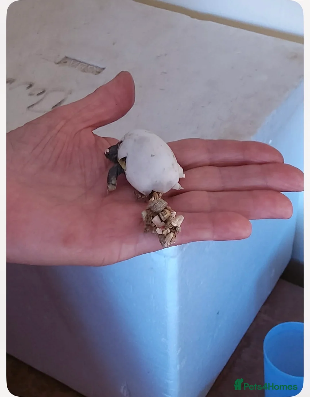 Hermann Tortoise reptiles for sale: Hermann hatchlings - from July 2026 - Advert 1