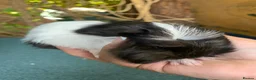 Guinea Pig rodents for sale: Baby Guinea pigs  - Advert 1
