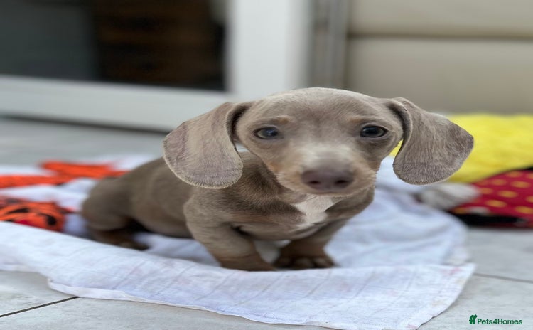 Dachshund dogs - Advert 5
