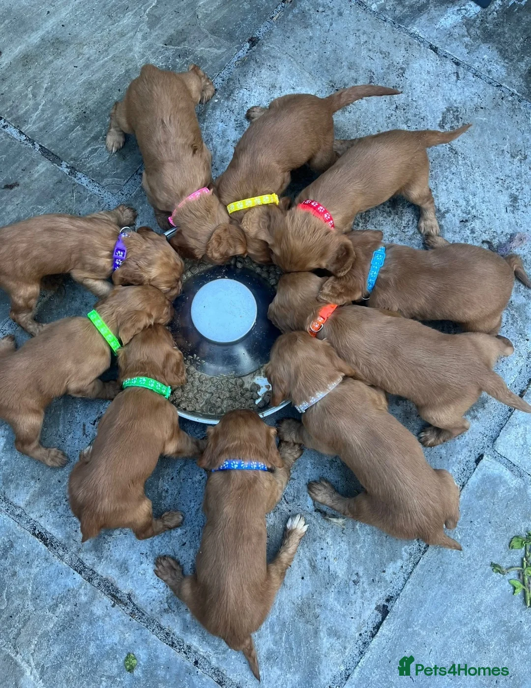 Cocker Spaniel dogs for sale: Kc cocker spaniel puppies  - Advert 1