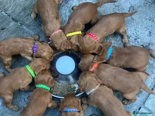 Cocker Spaniel dogs Kc cocker spaniel puppies - Advert 2