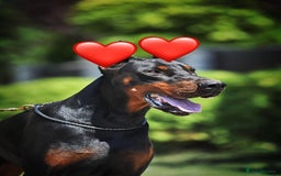 Dobermann dogs for stud: 🏆 Champion European Doberman Stud🏆 - Image 3