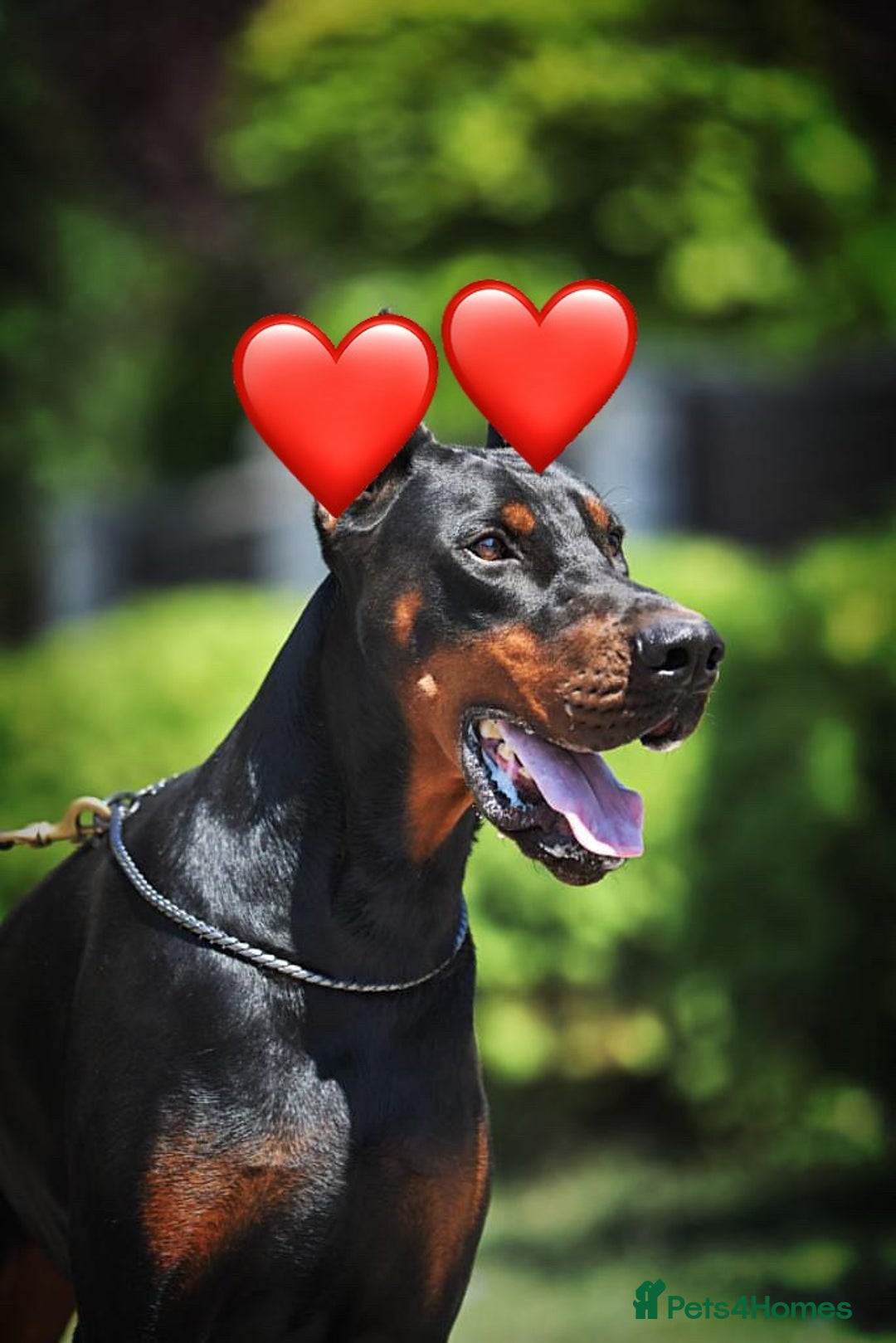 Dobermann dogs for stud: 🏆 Champion European Doberman Stud🏆 - Image 3