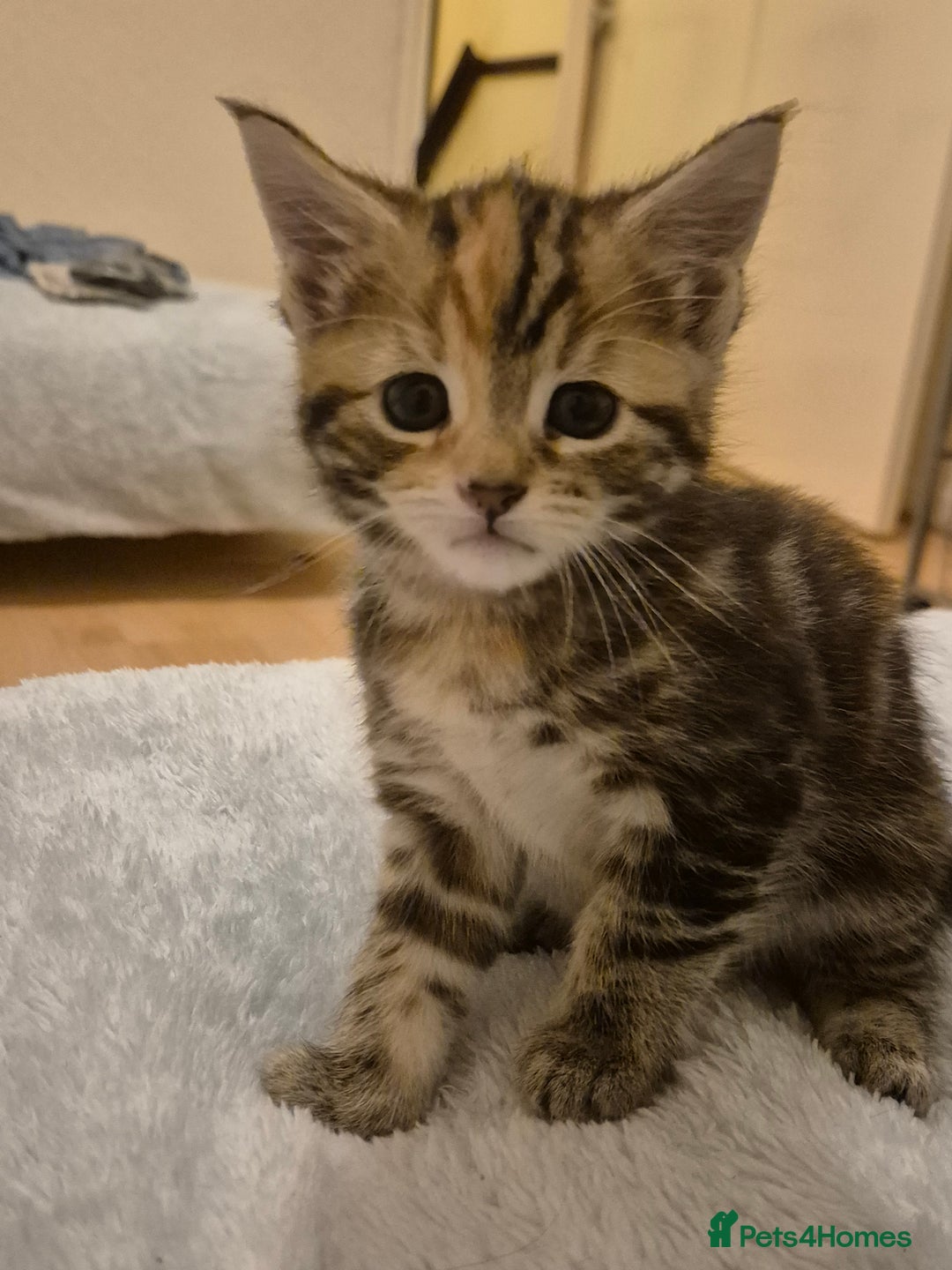 Maine Coon cats for sale: Maine coon x for sale - Advert 5