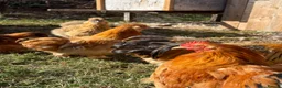 Chickens poultry for sale: Chickens for sale in Bicester - Advert 3