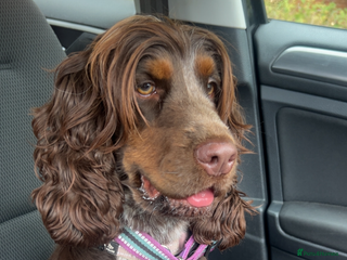 Cocker Spaniel dogs - Advert 2
