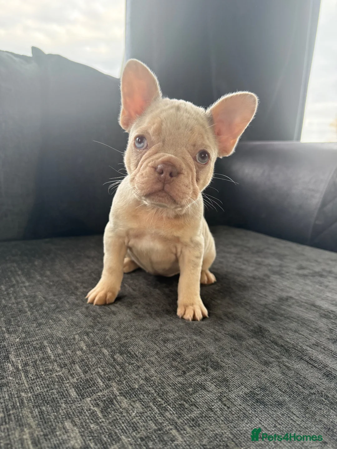 French Bulldog dogs for sale: French Bulldog Puppies - Advert 2