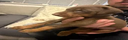 Dobermann dogs for sale: 12 stunning Doberman puppies - Advert 11