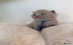 British Shorthair cats for sale: 7 British Shorthair Kittens TICA®️ – Import Lines - Image 19