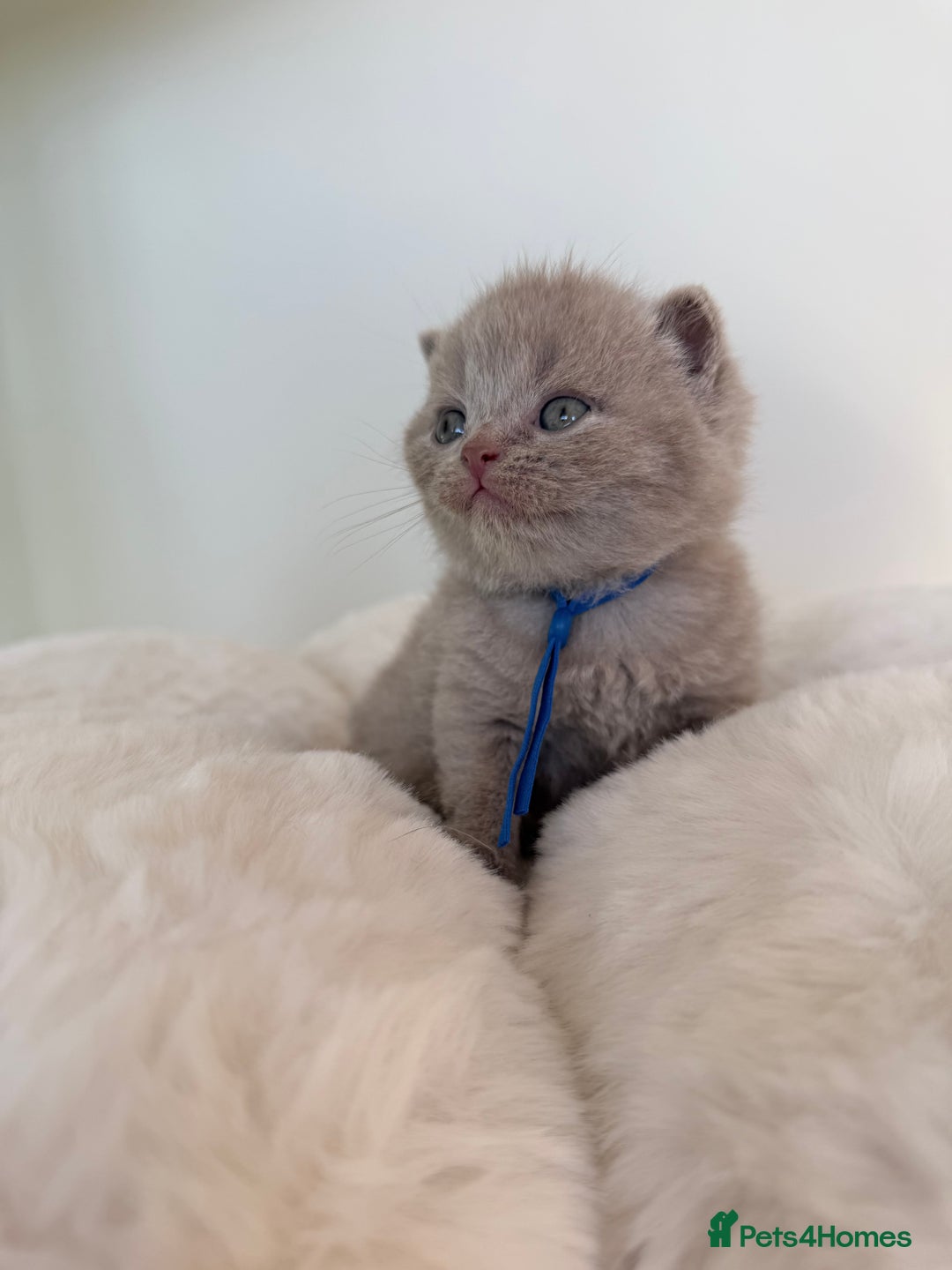 British Shorthair cats for sale: 7 British Shorthair Kittens TICA®️ – Import Lines - Image 19