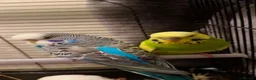 Mixed Breed birds for sale: budgie in Newmarket - Advert 1