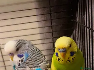 Mixed Breed birds budgie - Advert 4