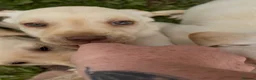 Labrador Retriever dogs for sale: ✨beautiful chunky pedigree Labradors✨ - Advert 27