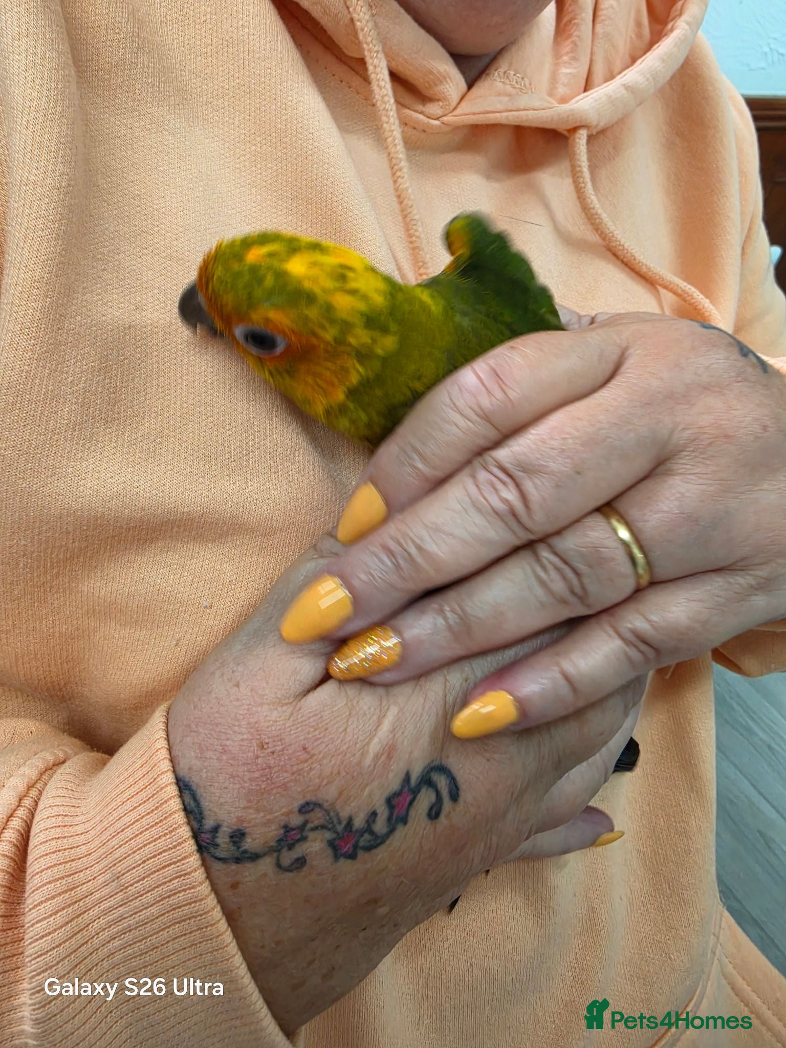 Conures birds 9 week old Male Sun Conure - Advert 2