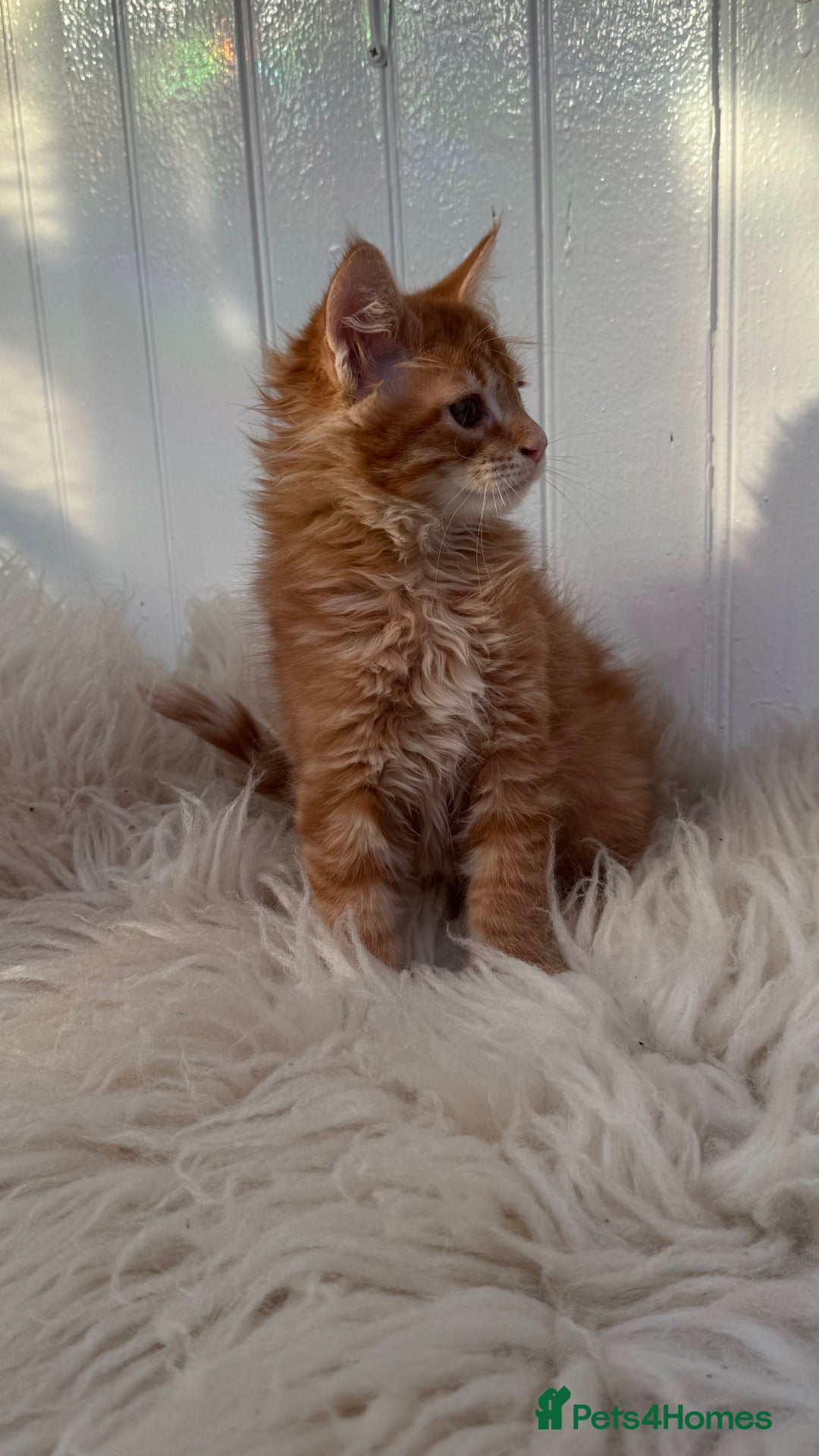 Maine Coon cats for sale: Last Two Gccf Maine Coons Boys Available - Advert 15