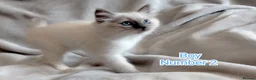 Ragdoll cats for sale: Beautiful Ragdoll Kittens Looking for Loving Homes - Advert 9