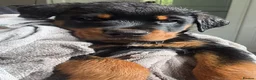 Rottweiler dogs for sale: 12 week male Rottweiler puppy - Advert 6