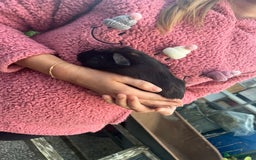 Guinea Pig rodents for sale: Male Guinea pigs  - Image 4