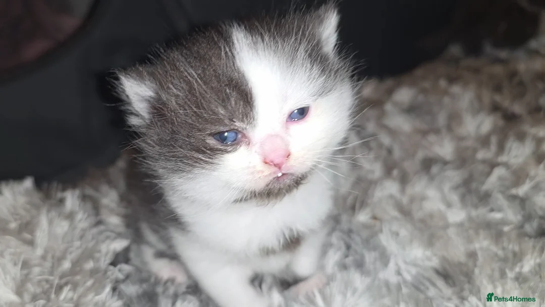 Munchkin cats for sale: Munchkin kittens - Advert 39