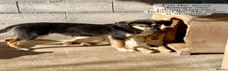 Mixed Breed dogs for adoption: Shannon, 6 months approx, Available for adoption. in Brixham - Advert 5