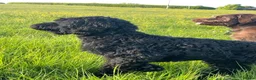 Labradoodle dogs for sale: *last two girls remaining* F1b labradoodles. - Advert 14