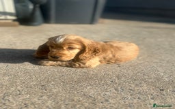 Cockapoo dogs for sale: Cockapoo Pups - Image 8
