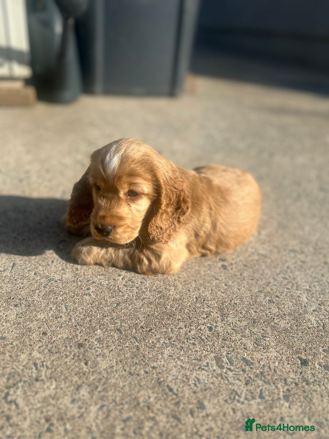 Cockapoo dogs for sale: Cockapoo Pups - Image 8