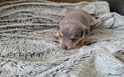 Jack Russell dogs for sale: Lilac/Blue Jack Russell puppies  in Hornchurch - Image 25