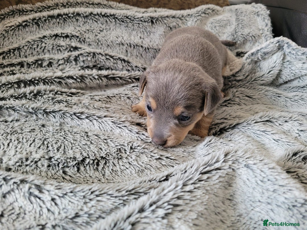 Jack Russell dogs for sale: Lilac/Blue Jack Russell puppies  in Hornchurch - Image 25