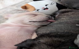 French Bulldog dogs for sale: Beautiful french bulldog puppies  - Image 10