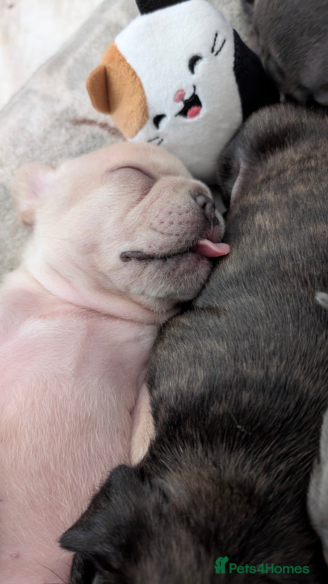 French Bulldog dogs for sale: Beautiful french bulldog puppies  - Image 10