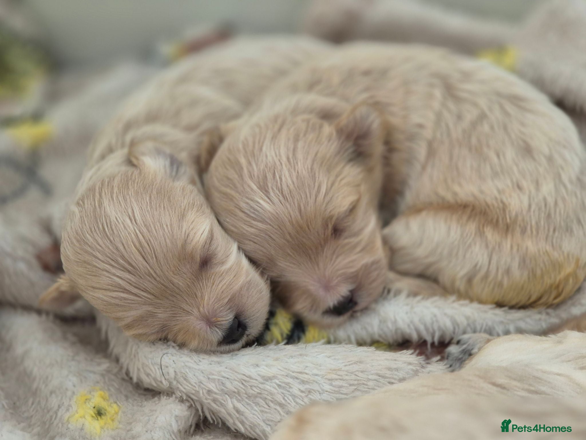 Maltipoo dogs MALTIPOO PUPPIES  - Advert 1