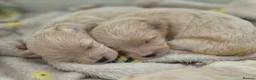 Maltipoo dogs for sale: MALTIPOO PUPPIES  - Advert 1
