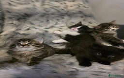 Ragdoll cats for sale: Beautiful Ragdoll x Norwegian forest cross kittens - Image 19