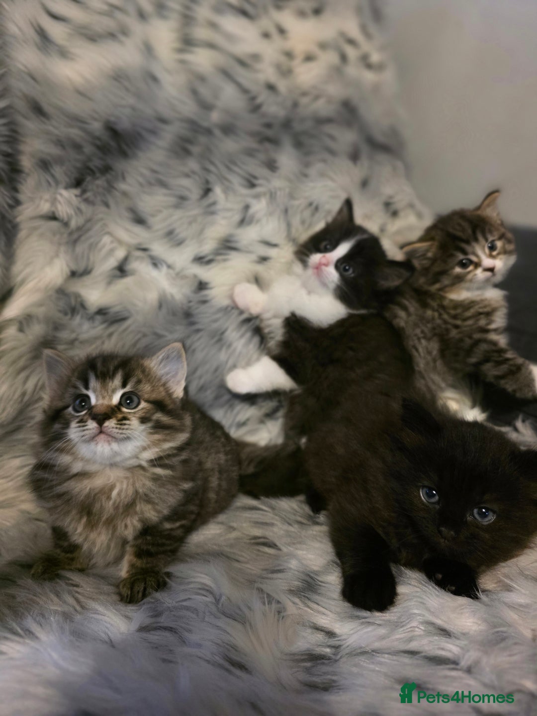 Ragdoll cats for sale: Beautiful Ragdoll x Norwegian forest cross kittens - Image 19