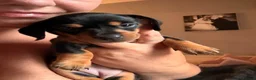 Miniature Dachshund dogs for sale: Miniature dachshund puppy last boy - Advert 26