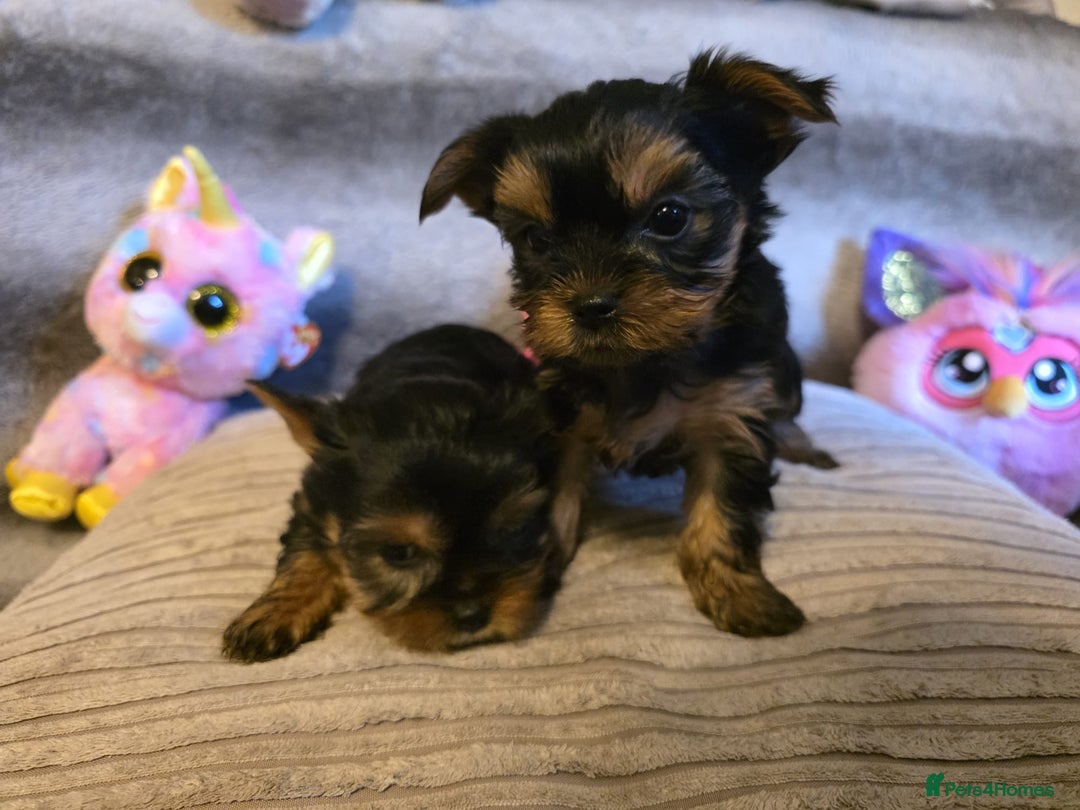 Yorkshire Terrier dogs for sale: Miniature Pedigree Yorkshire Terrier Puppies - Image 16