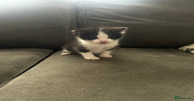 Mixed Breed cats - Advert 7
