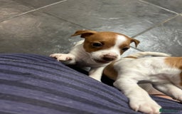 Mixed Breed dogs for sale: Jack Russell dachshund poodle mix - Image 9