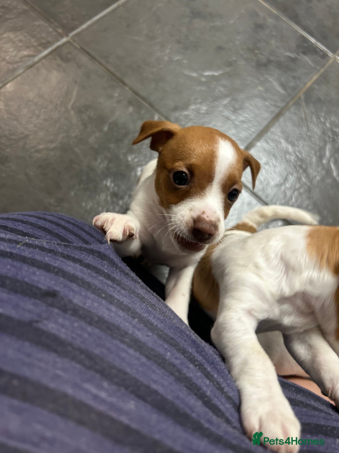 Mixed Breed dogs for sale: Jack Russell dachshund poodle mix - Image 9