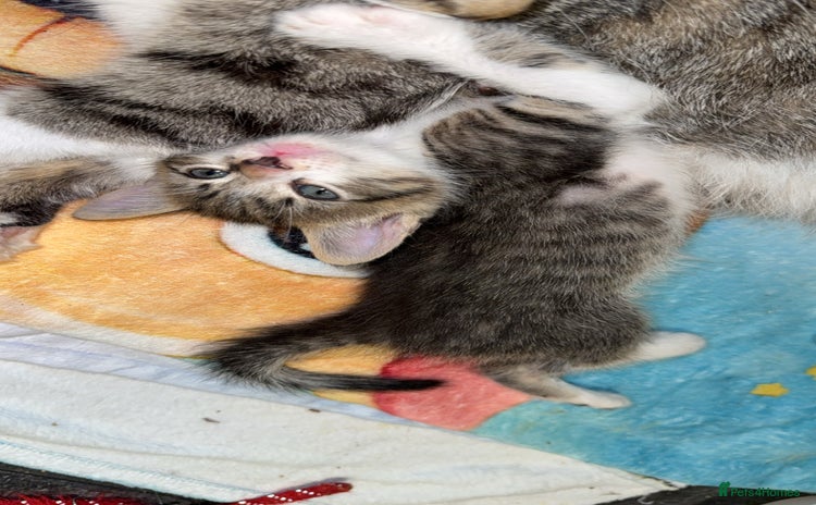Mixed Breed cats - Advert 13