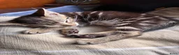 Domestic Shorthair cats for sale: Cute tabby and back and white kittens - Advert 2