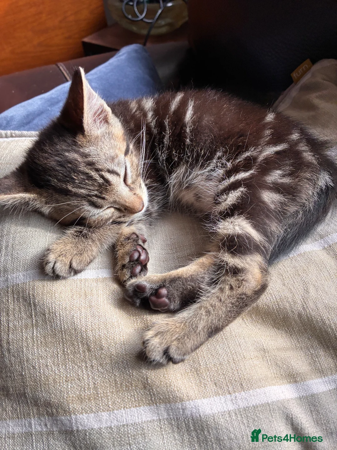 Domestic Shorthair cats for sale: Cute tabby and back and white kittens - Advert 2