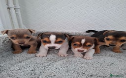 Jack Russell dogs for sale: Jack Russel puppy's  - Image 4