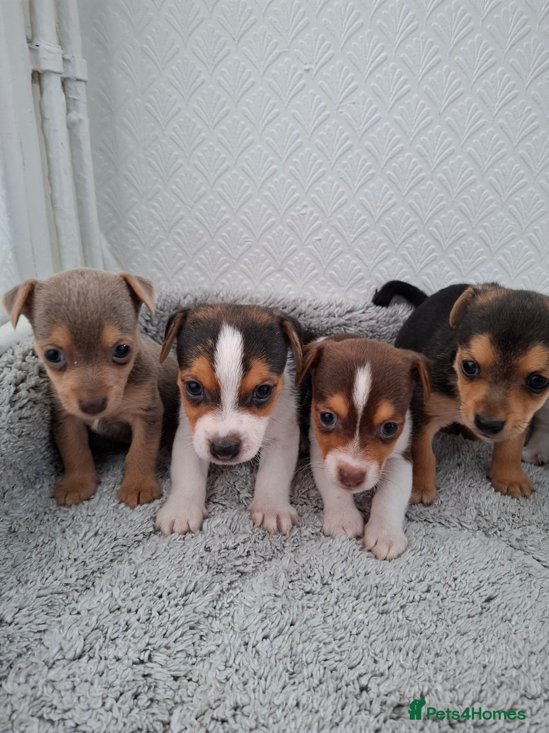 Jack Russell dogs for sale: Jack Russel puppy's  - Image 4