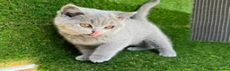 British Shorthair cats for sale: STUNNING GCCF REG BRITISH SHORTHAIR KITTENS  - Advert 4